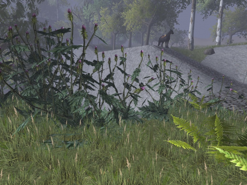 File:Thorn hedge.jpg
