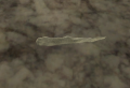 Thumbnail for version as of 11:26, 7 April 2021