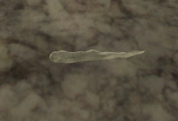 A Glass Mouth of Vynora