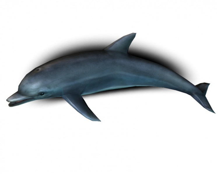 File:Dolphin.jpg