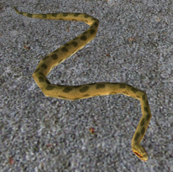 A Anaconda