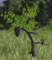 Blue grapes fruit.png