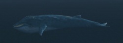 A Blue whale