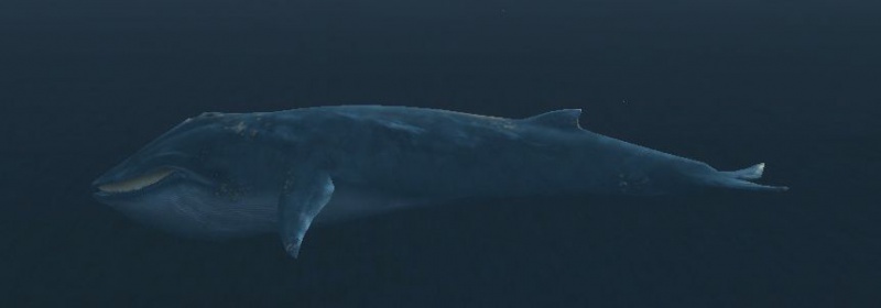 File:Blue whale.jpg