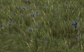 Thumbnail for version as of 14:44, 23 May 2014