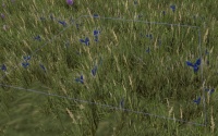 A Bouquet of blue flowers