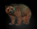 Brownbear.jpg