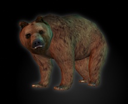 A Brown bear