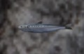 Thumbnail for version as of 16:45, 21 January 2019