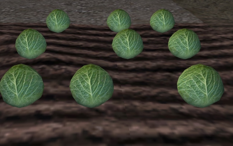 File:Cabbage-harvest.jpg