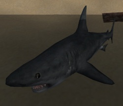 A Shark (creature)