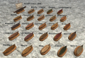 Thumbnail for version as of 18:42, 23 September 2023