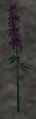Purple flower.jpg