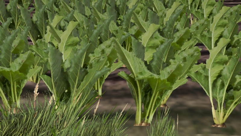 File:Sugar beet-harvest.jpg