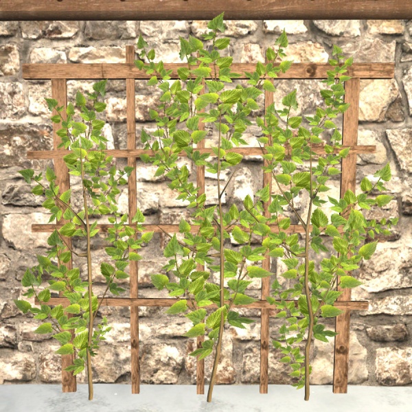 File:Hops trellis.jpg