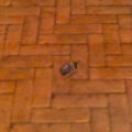 Acorns.jpg