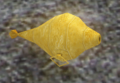 Thumbnail for version as of 06:46, 10 August 2011