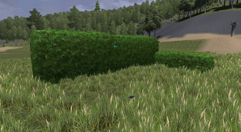 File:Rose hedge.jpg