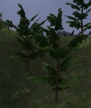 Rosebush.jpg