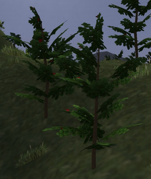 File:Rosebush.jpg