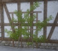 A Ivy trellis