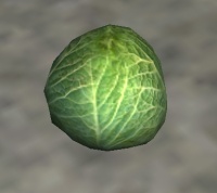 A Cabbage