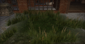 Enchanted grass.png