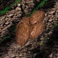 Thumbnail for version as of 21:10, 29 March 2011