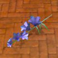 Belladonna.jpg