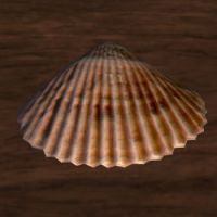 A Clam