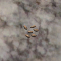 Thumbnail for version as of 16:26, 26 December 2016