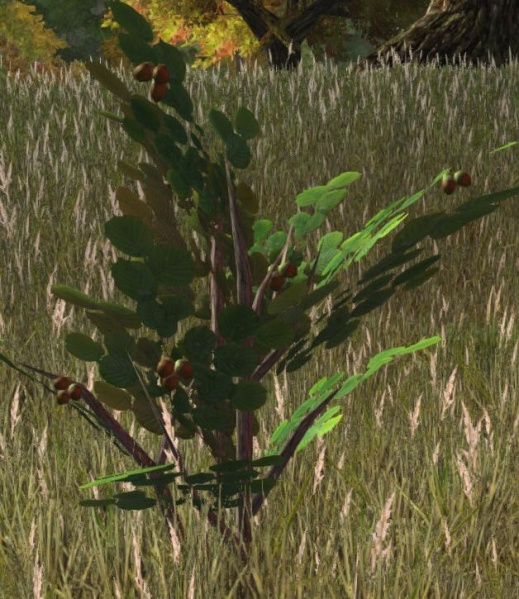 File:Hazelnut shrub nuts.jpg