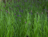 Onion-harvest.png