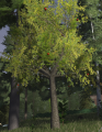 Apple tree fruit.png