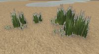 A Dune grass