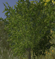 Orange tree.png