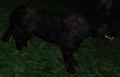 Wolf17mt.png