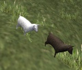 Black and White Lamb.jpg