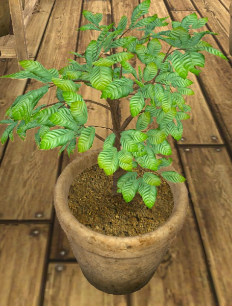 File:Cacao plant.png