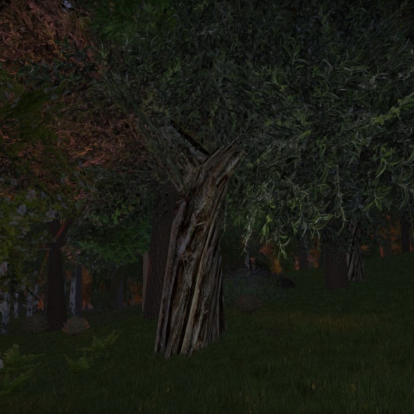 File:Olive tree.jpg