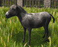 Donkey.png