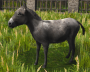 A Donkey