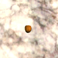 A Chestnuts