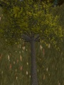 Apple tree.jpg