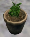 Basil2.jpg