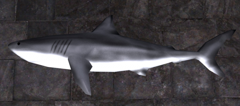 File:White shark.png