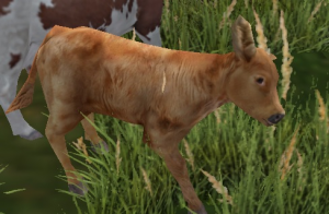 Calf.png
