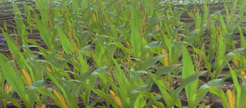 File:Corn-harvest.png