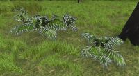 A Tropical foliage