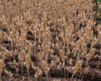 Oat-harvest.png